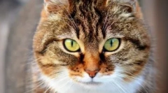 Temperatura cat: šta učiniti kod kuće